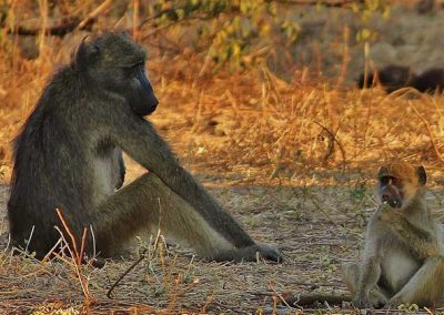 slider-baboon-safari