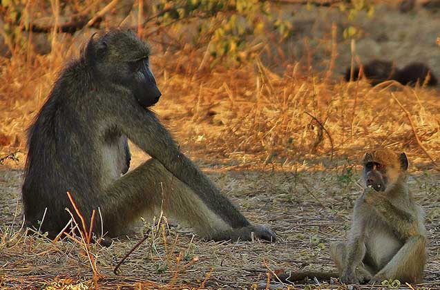 slider-baboon-safari