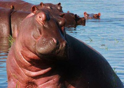 slider-hippo-safari