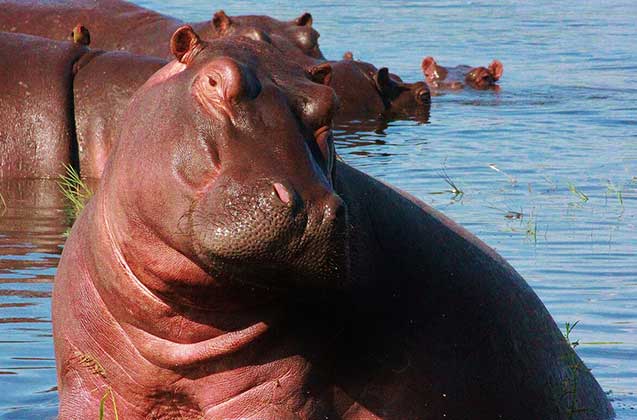 slider-hippo-safari