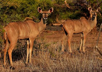 slider-kudu-safari