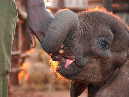 Elephant Sanctuary and Orphanage in Victoria Falls