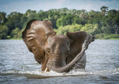 Elephant Cooling in River