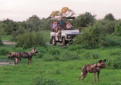 Viewing wild dogs on a game drive