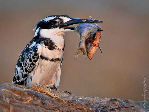 A Kingfisher's breakfast