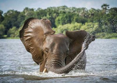Elephant bathing in the Zambezi River.