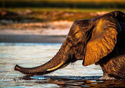 Elephant Swimming in the Zambezi River