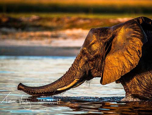 Elephant Swimming in the Zambezi River