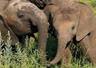 elephants-playing