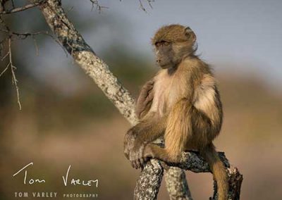 Baby baboon in a tree