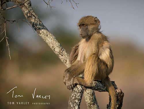 Baby baboon in a tree