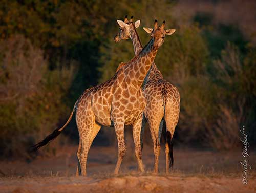 Two beautiful girafffes