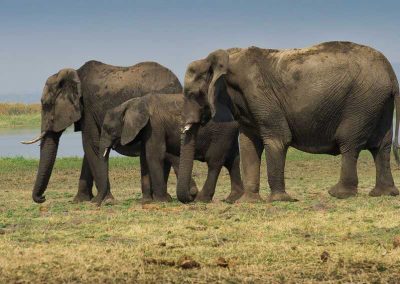 Elephants on a Safari Game Drive