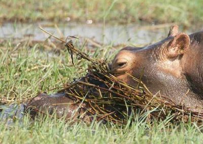 Hippo feeding on the grass