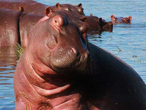 pink-hippo