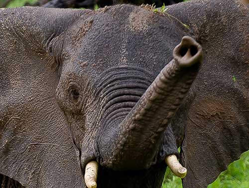 Elephant-safari-park