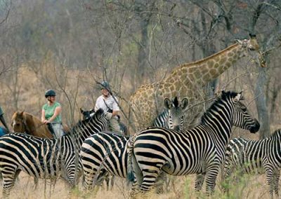 zambia-horse-back-safari