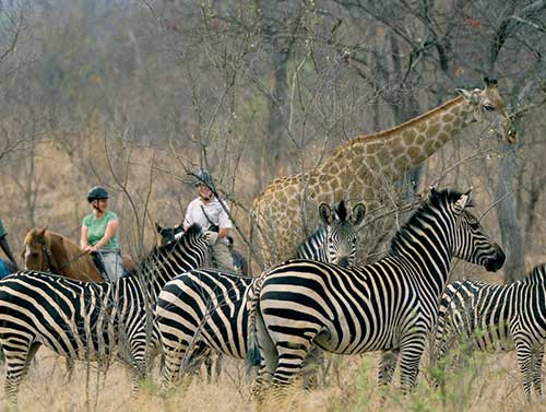 zambia-horse-back-safari