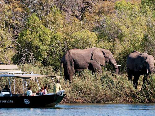 zambia-river-safari-elephants