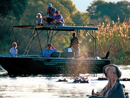 Viewing hippos on a River Safari