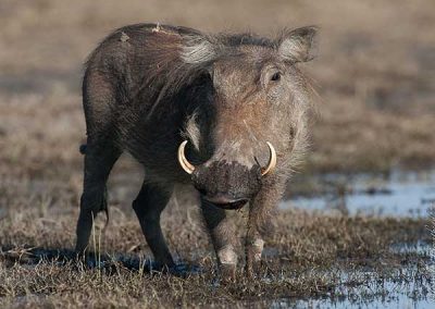 Warthog enjoying a mud bath