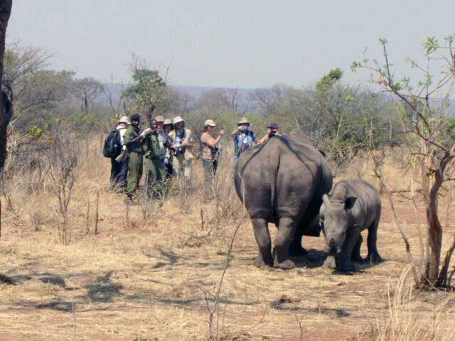 Rhino-Walking-safari