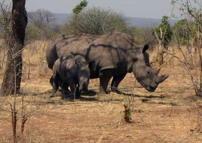 Rhino-Walking-Safari-Africa