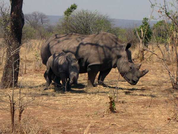 Walking Rhino Safari