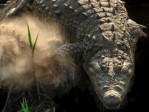 Crocodile on the banks of the Zambezi