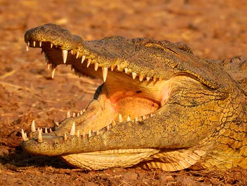 Crocodile spotted on safari