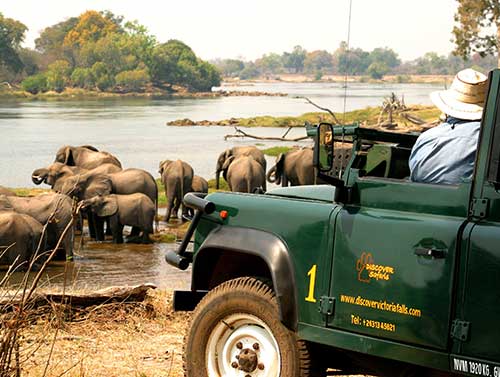 Elephants drinking on the banks of the Zambezi