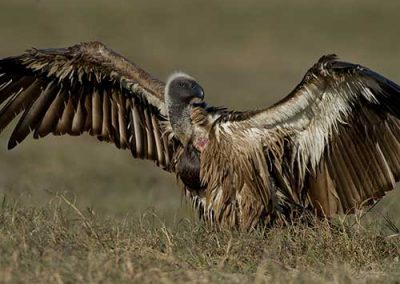Vulture Spotted on Safari
