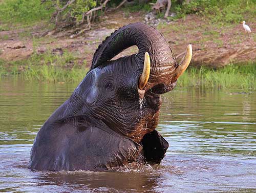 zambezi-river-cruise-elephant