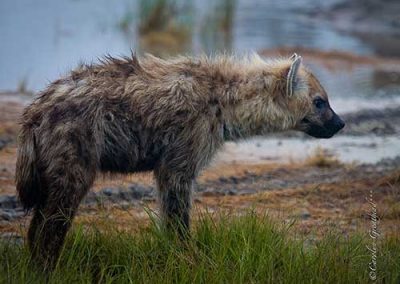 Hyena spotted on a game drive