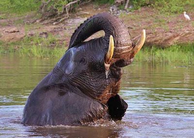 Elephant cooling down in the Zambezi River